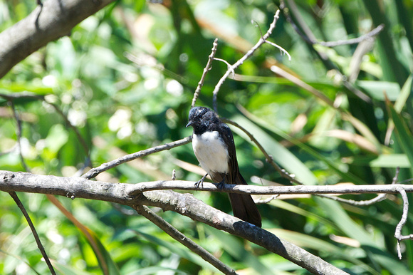Willie wagtail on branch
