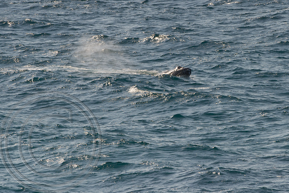 Humpback whale 9