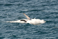 Humpback whale 10