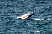 Humpback whale 7