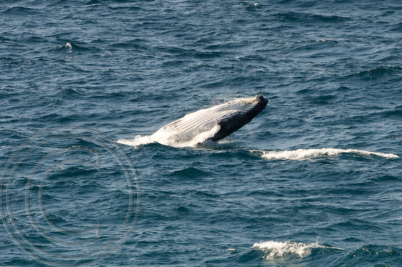 Humpback whale 7