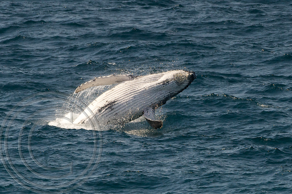 Humpback whale 8