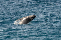 Humpback whale 12