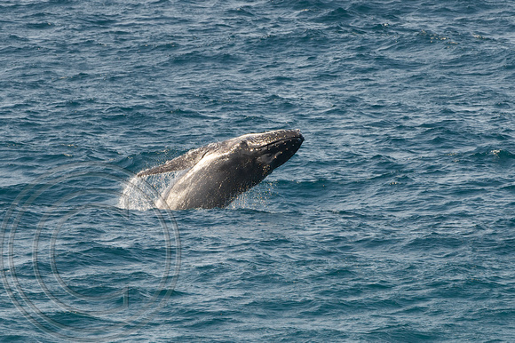 Humpback whale 12