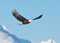 A favourite eagle in flight