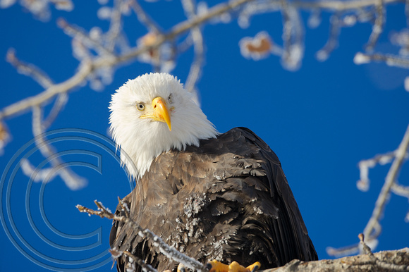 Eagle portrait-feather detail 1