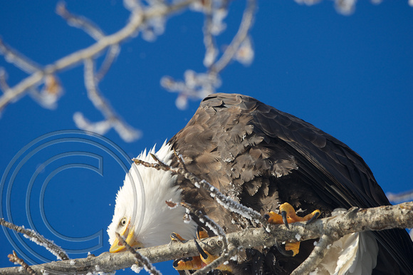 Eagle portrait, cleaning beak