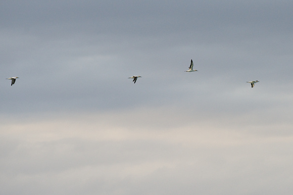 Australian gannets in flight