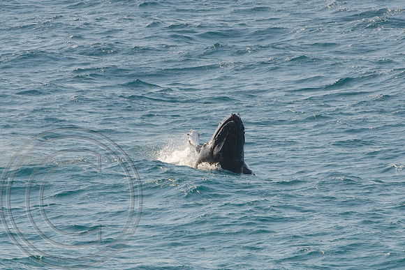 Humpback whale 13