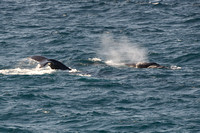 Humpback whale 14