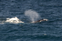 Humpback whale 15