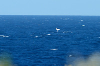 Humpback whale 16