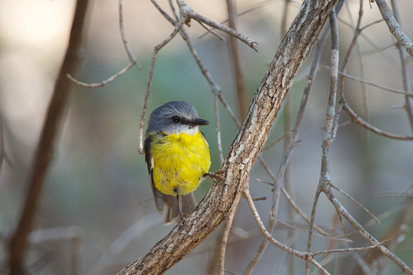 Eastern Yellow Robin 3