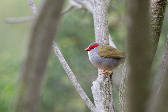 Red browed finch 1