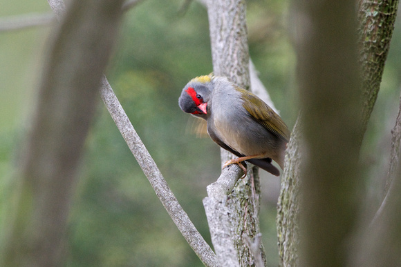 Red browed finch 2