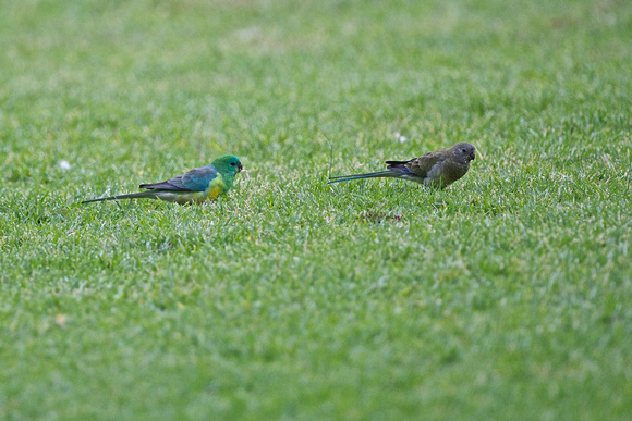 Red rumped parrots, pair