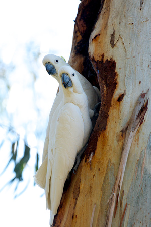 Two sulphur crested cockatoos