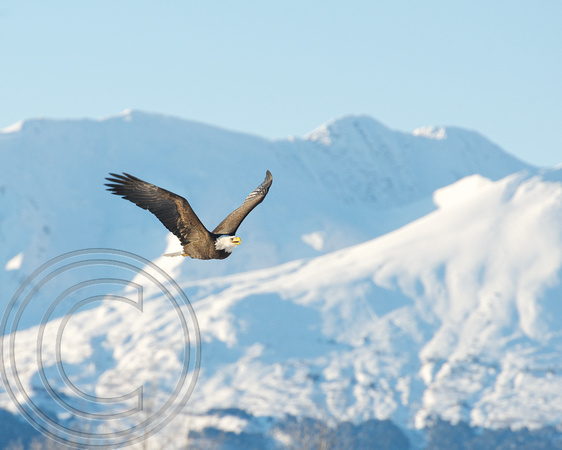 Eagle flying over mountains