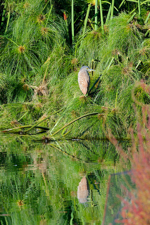 Juvenile Nankeen Heron with reflection