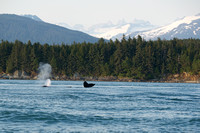 Humpback whales near Juneau