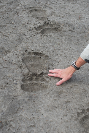 Big footprints