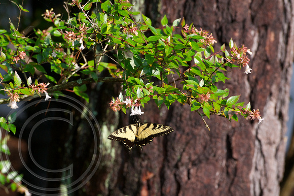 Virginia swallowtail, Williamsburg