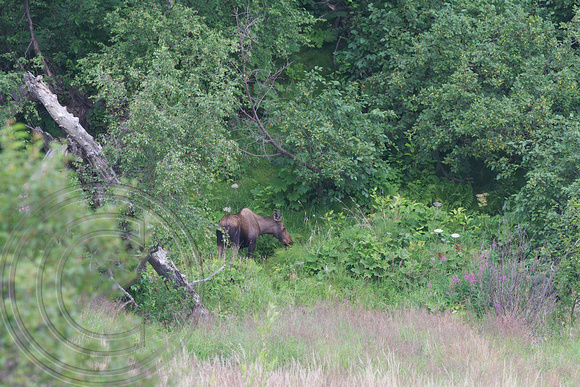 Female moose, Anchorage