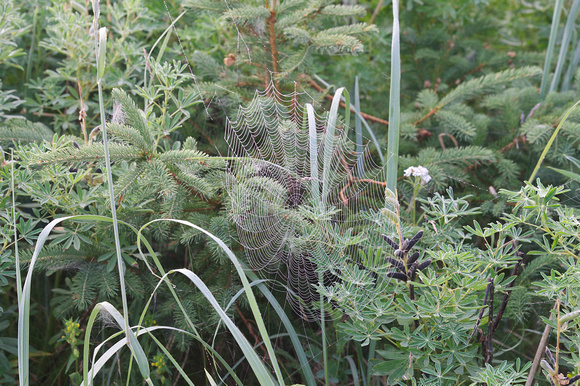 Early morning spider's web 1