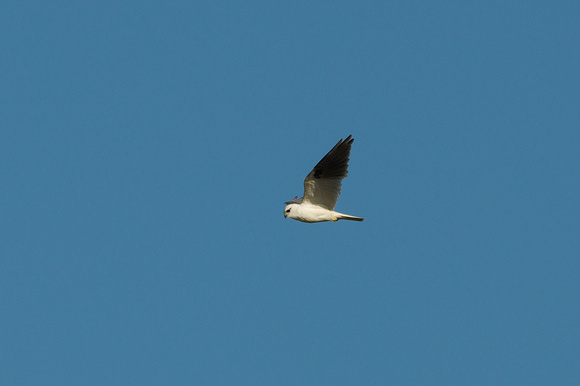 Distant Black Shouldered Kite