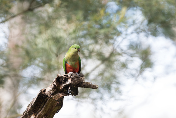 Female King Parrot 2