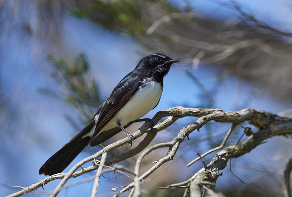 Willy Wagtail 2