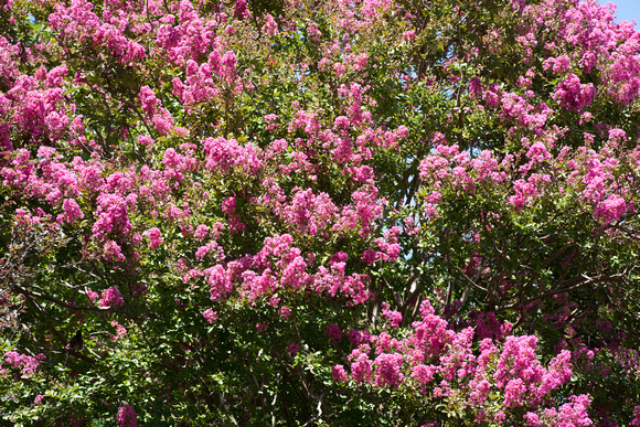 Crepe myrtle with 105f1.4