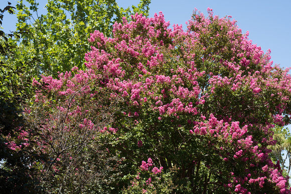 Crepe myrtle with Sigma 50 Art