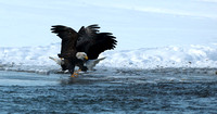 Eagle with cold feet!