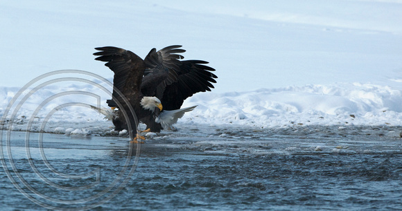 Eagle with cold feet!