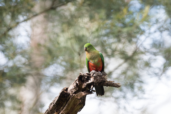 Female King Parrot 1