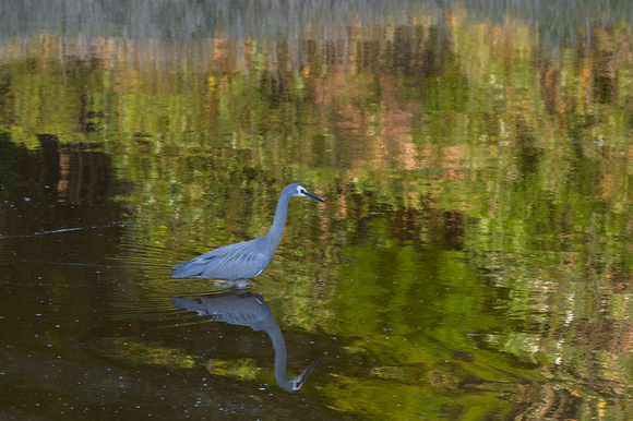Heron, background reflection