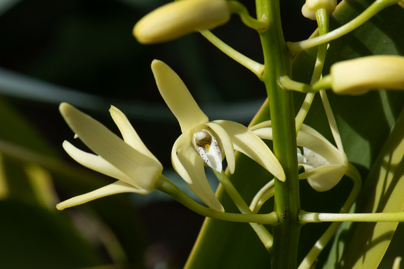 Dendrobium speciosum macro