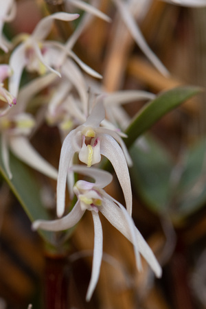 Dendrobium aemulum macro
