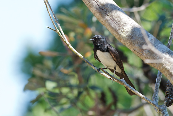 Willie wagtail 3