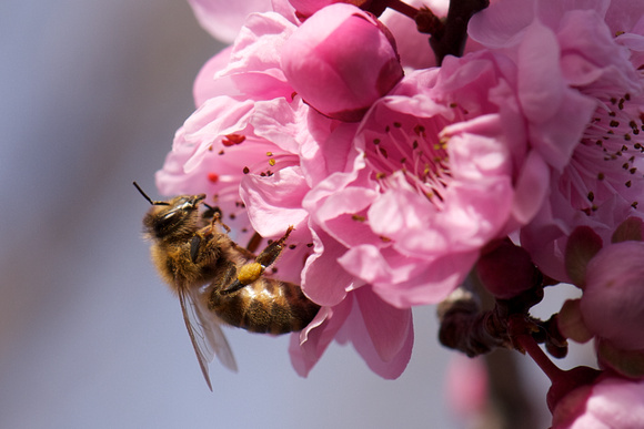 Bee in blossom 2