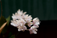Dendrobium falcorostrum cross 1