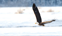 Eagle over snow