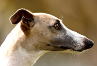 Portrait of a whippet