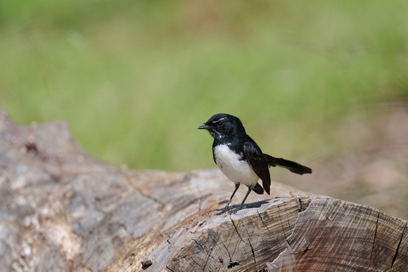 Willy Wagtail 2