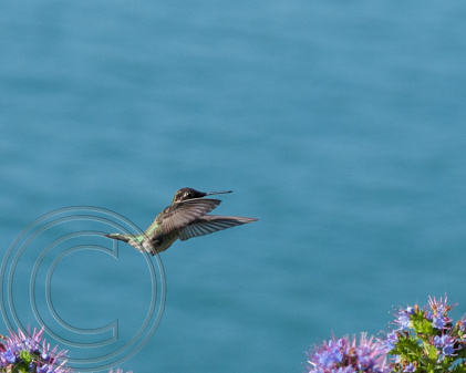 Hummingbird, in flight Alcatraz