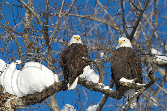 Two eagles watching 1