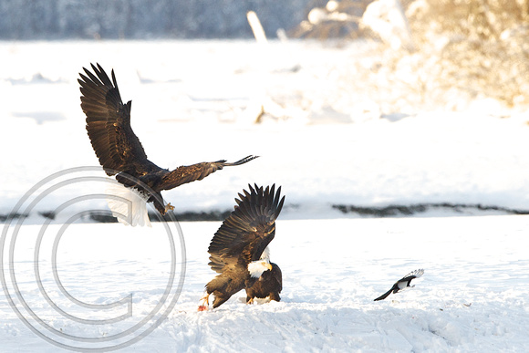 Eagles squabbling over salmon