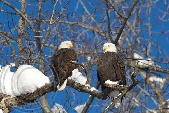 Two eagles watching 2