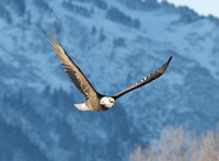 Eagle with mountains behind